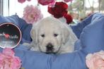 Golden Retriever pups - Belgische fokker, België, 8 tot 15 weken, Meerdere, Meerdere dieren