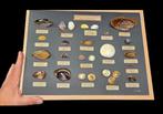 Fabulous and rare collection of sea shell opercula from, Verzamelen, Nieuw