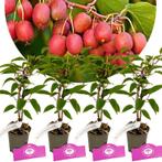 Actinidia arguta ‘Kens Red’ + pot 9cm 4 pcs, Tuin en Terras, Verzenden, Volle zon