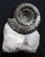 Ammoniet - Gefossiliseerde schelp - Porpoceras - 15 cm - 9, Verzamelen, Mineralen en Fossielen