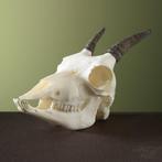 Steenbok Ibex Schedel Taxidermie Opgezette Dieren By Max, Ophalen of Verzenden, Nieuw, Wild dier, Opgezet dier