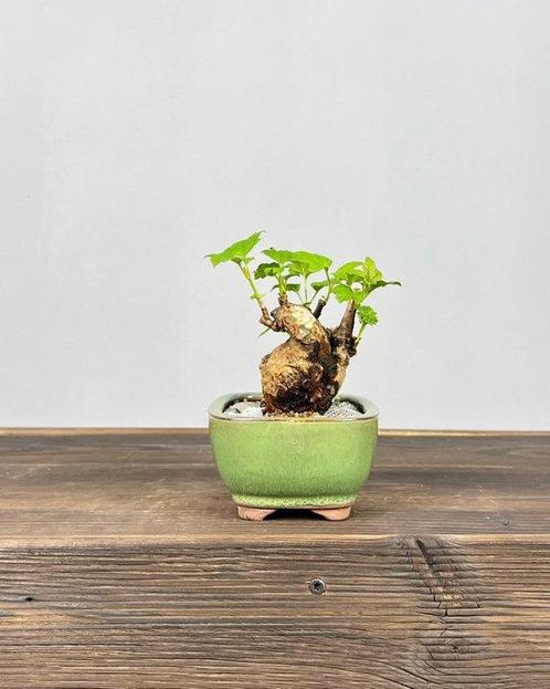 Viburnum - Hoogte (boom): 13 cm - Diepte (boom): 10 cm -, Antiek en Kunst, Curiosa en Brocante