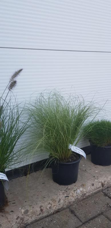 Zegge - Carex comas Frosed Curls P9, Tuin en Terras, Gras en Kunstgras, Nieuw, Verzenden