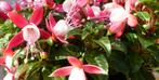 Fuchsia in grote pot licht roze varianten - Warentuin Natuur, Verzenden