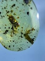 Amber - Barnsteen - Cricket+Beetle+Cockroach, Burmese Amber,