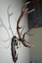 Large Red Stag - head-mount on shield - Taxidermie, Verzamelen, Dierenverzamelingen, Nieuw
