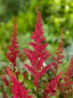 Astilbe fanal (Tuinplanten), Ophalen of Verzenden, Vaste plant, Siergrassen, Volledige schaduw