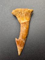 Fossiele rostrale stekel – Onchosaurus numidus Krijt -