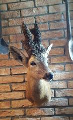 Reebok Taxidermie volledige montage - Capreolus capreolus -, Nieuw