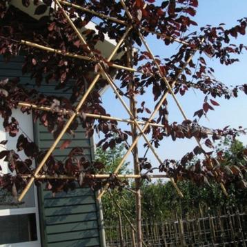 Kerspruim leiboom - Prunus cerasifera Nigra - Omtrek: 6-10 c beschikbaar voor biedingen