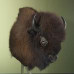 Amerikaanse Bizon Taxidermie Opgezette Dieren By Max, Verzamelen, Dierenverzamelingen, Ophalen of Verzenden, Nieuw, Wild dier