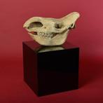 Wolharige neushoorn - Fossiele schedel - 83 cm (Zonder, Verzamelen