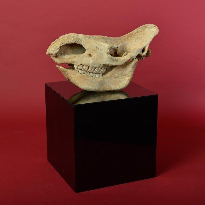 Wolharige neushoorn - Fossiele schedel - 83 cm (Zonder, Verzamelen, Mineralen en Fossielen