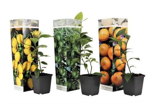 Mix van 3 Citrus planten - citroen, sinaasappel, limoen, Huis en Inrichting, Kamerplanten, Verzenden