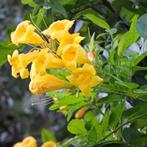Campsis Radicans Flava - 60-80 cm, Tuin en Terras, Planten | Tuinplanten, Ophalen of Verzenden