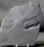Fossiele Trilobiet van de hoogste kwaliteit - Gefossiliseerd