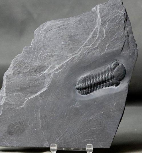 Fossiele Trilobiet van de hoogste kwaliteit - Gefossiliseerd, Verzamelen, Mineralen en Fossielen