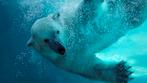 Wildlands Adventure Zoo geen €30,- maar €20, Tickets en Kaartjes, Drie personen of meer, Ticket of Toegangskaart