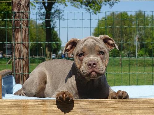 Old English Bulldog pups! | Mogen mee! | Hartelijk Welkom., Dieren en Toebehoren, Honden | Bulldogs, Pinschers en Molossers, Meerdere