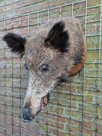 Wild zwijn Taxidermie volledige montage - sus scrofa - 64 cm