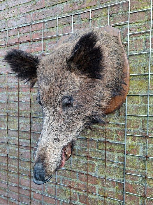 Wild zwijn Taxidermie volledige montage - sus scrofa - 64 cm, Antiek en Kunst, Curiosa en Brocante