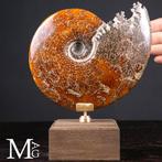 Cleoniceras fossiel – Reis door zee, tijd en ontwerp -