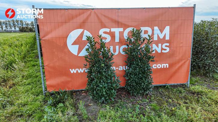 Laurier Herbergii 150–175 cm – online veiling, Tuin en Terras, Planten | Bomen