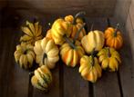 Indian Summer siermix - basiseenheid Gestreept sierpompoen, Ophalen of Verzenden, Nieuw