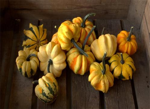 Indian Summer siermix - basiseenheid Gestreept sierpompoen, Hobby en Vrije tijd, Knutselen, Nieuw, Ophalen of Verzenden