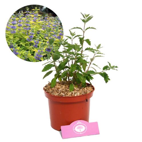 Caryopteris Incana Blauwe spirea + Pot 17cm, Tuin en Terras, Planten | Tuinplanten, Verzenden