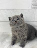 Prachtige raszuivere Britse korthaar kittens beschikbaar, Ontwormd, Meerdere dieren, 0 tot 2 jaar