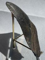 Megalodon - Fossiele tand - Carcharocles megalodon - 11.4 cm