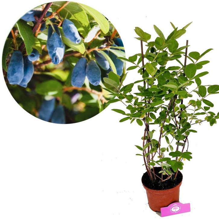 Lonicera caerulea Larisa honingbes + Pot 17c, Tuin en Terras, Planten | Fruitbomen, Volle zon, Verzenden