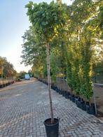 Catalpa bignonioides Nana bolcatalpa, Tuin en Terras, Ophalen