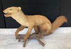 Hermelijn Taxidermie volledige montage - Mustela Erminea -, Antiek en Kunst, Curiosa en Brocante