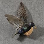 Spreeuw Taxidermie Opgezette Dieren By Max, Ophalen of Verzenden, Nieuw, Vogel, Opgezet dier
