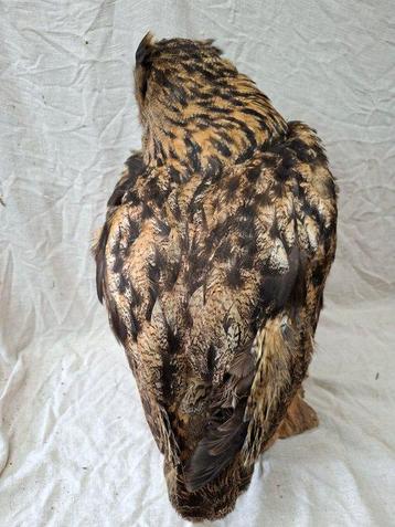 Oehoe Taxidermie volledige montage - Bubo Bubo - with EU beschikbaar voor biedingen