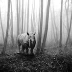 Frank Machalowski - tierwald#15