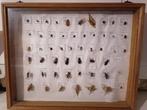 Insects-Insecten Taxidermie wandmontage - Hymenoptera, Verzamelen, Nieuw