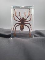 Mexicaanse Redknee Tarantula in resin blok Taxidermie, Antiek en Kunst