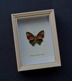 Vlinder Taxidermie volledige montage - Charaxes zhinga -, Nieuw