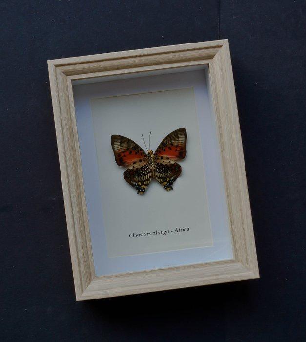 Vlinder Taxidermie volledige montage - Charaxes zhinga -, Verzamelen, Dierenverzamelingen
