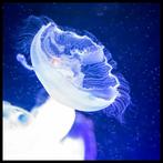 Roberto Cavalli (1971) - Jellyfish, In the blue #722