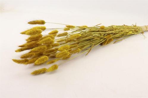 Lagurus ovatus 100 gr in hoes geel pluimgras graspluimen, Hobby en Vrije tijd, Knutselen, Nieuw, Ophalen of Verzenden