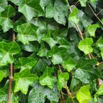 Ierse klimop - Hedera hibernica - 125-150 cm, Tuin en Terras, Planten | Tuinplanten, Ophalen of Verzenden