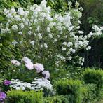 Syringa Agnes Smith - 40-60 cm, Tuin en Terras, Ophalen of Verzenden