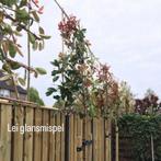 Leiboom portugese laurier leilinde olijfwilg steeneik haag, In pot, Leiboom, Halfschaduw, Ophalen of Verzenden