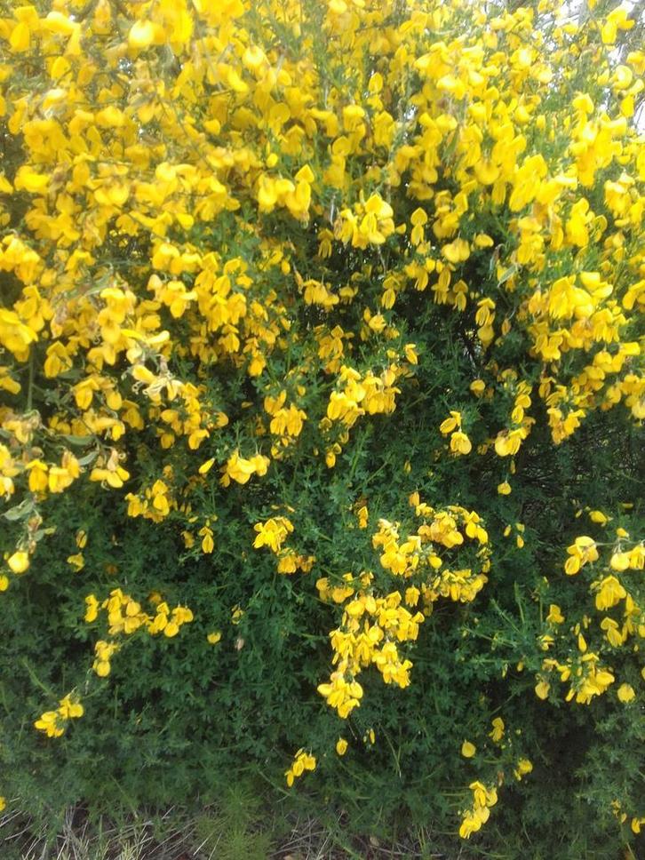 Gele brem Cytisus scoparius inheems in p9 pot, Tuin en Terras, Planten | Struiken en Hagen, Overige soorten, Struik, 100 tot 250 cm