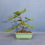 Chamaecyparis pisifera Teddy Bear - Hoogte (boom): 28 cm -, Antiek en Kunst