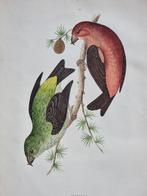 Francis Orpen Morris / Benjamin Fawcett - Lot of 28 plates